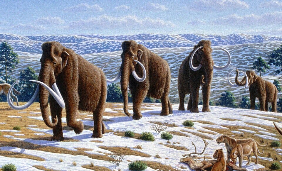 File:Woolly mammoth (Mammuthus primigenius) - Mauricio Antón.jpg