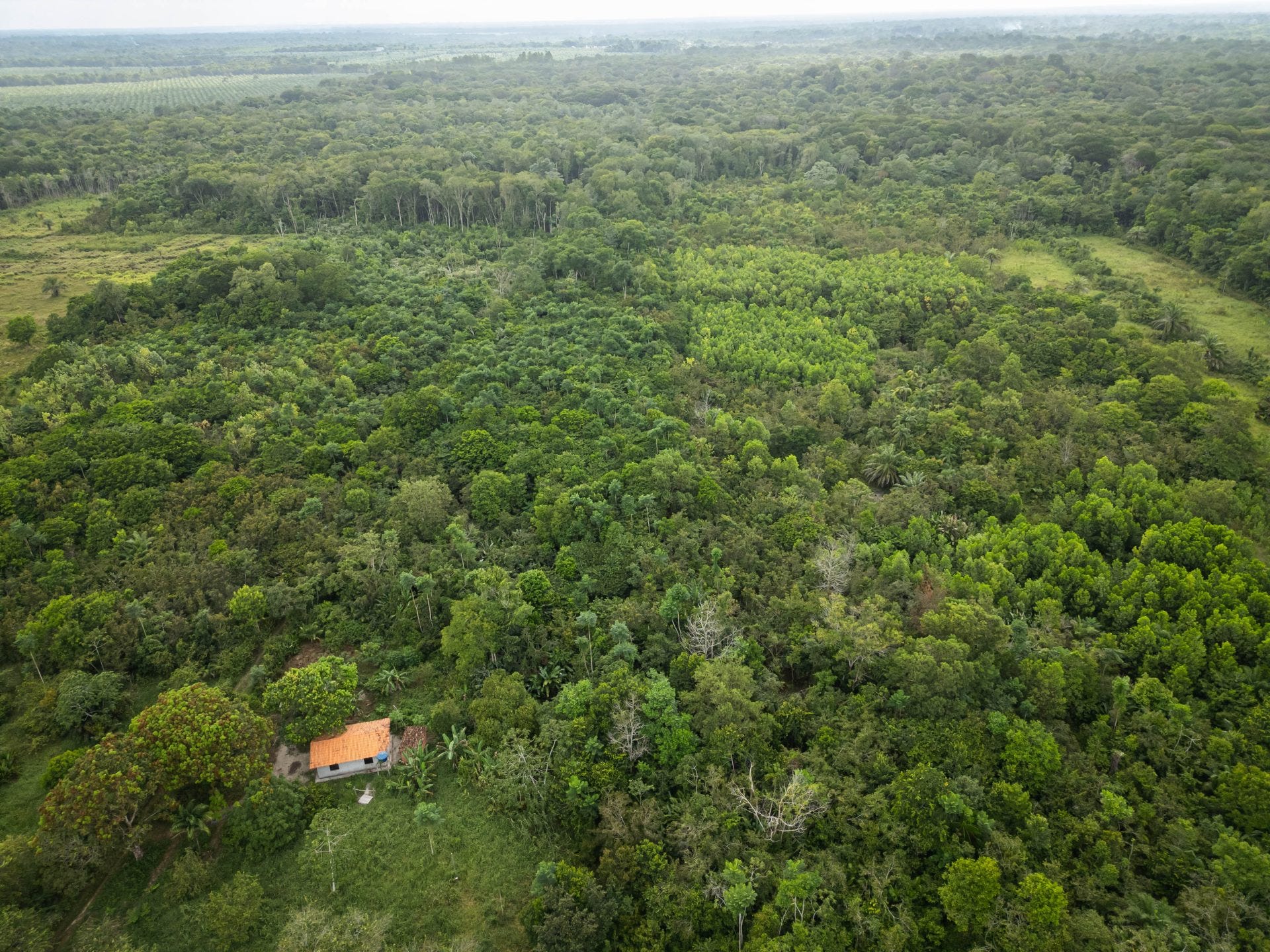 Le aziende dietro agli incendi dell'amazzonia, image size:1920x1440