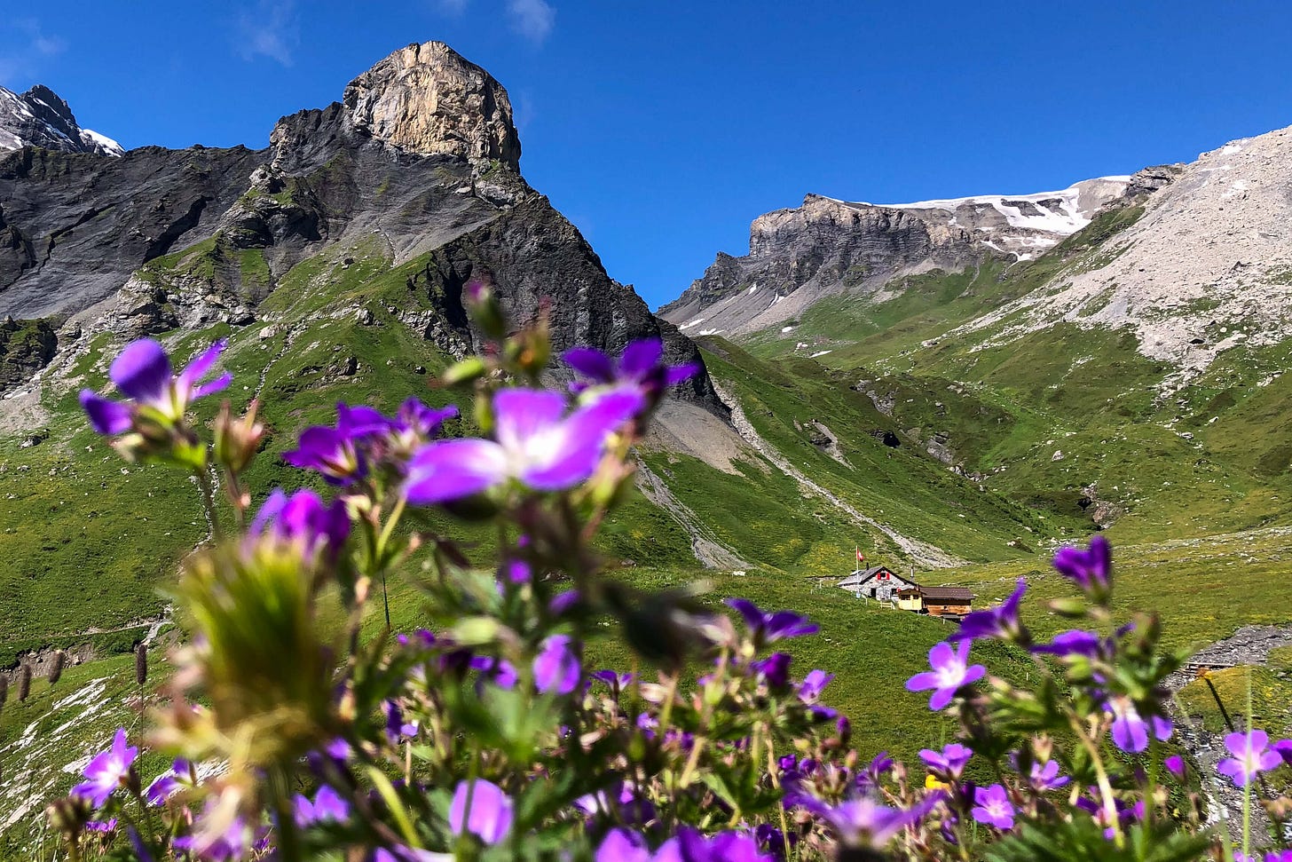 Im Vordergrund leuchten violette Alpen-Storchschnabelblüten. Dahinter zieht sich ein grünes Hochtal des Berner Oberlands hinauf zu einer kleinen Alphütte mit Schweizer Fahne. Links beherrscht ein steil aufragender, zahnartiger Felsgipfel die Szenerie vor tiefblauem Sommerhimmel. Im Vordergrund leuchten violette Alpen-Storchschnabelblüten. Dahinter zieht sich ein grünes Hochtal des Berner Oberlands hinauf zu einer kleinen Alphütte mit Schweizer Fahne. Links beherrscht ein steil aufragender, zahnartiger Felsgipfel die Szenerie vor tiefblauem Sommerhimmel.