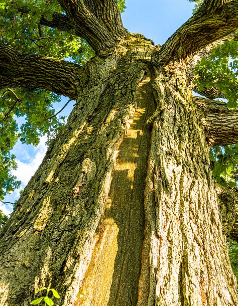 Three trees scarred but not killed by lightning strikes