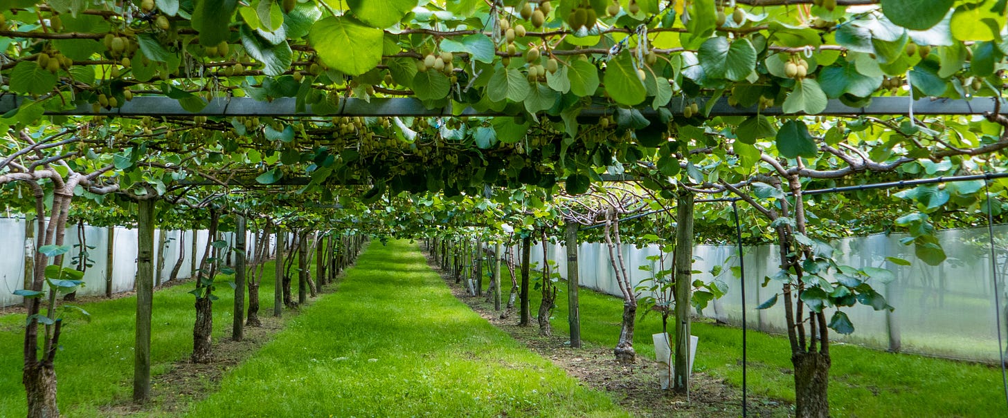 A swathe of grass under a flat canopy of round green leaves and bunches of small kiwi fruit. Two lines of kiwi fruit vines extend into the distance.