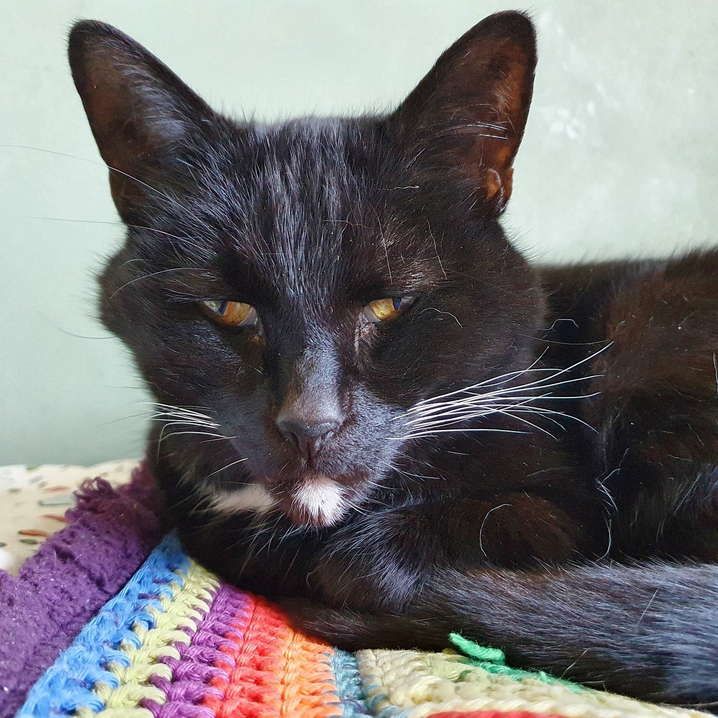 A picture of an elderly tuxedo cat quietly looking at the camera A picture of an elderly tuxedo cat quietly looking at the camera