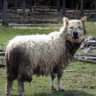 A wolf in sheep's clothing