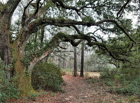A trail with limbs hanging over and flowers blooming along the side.