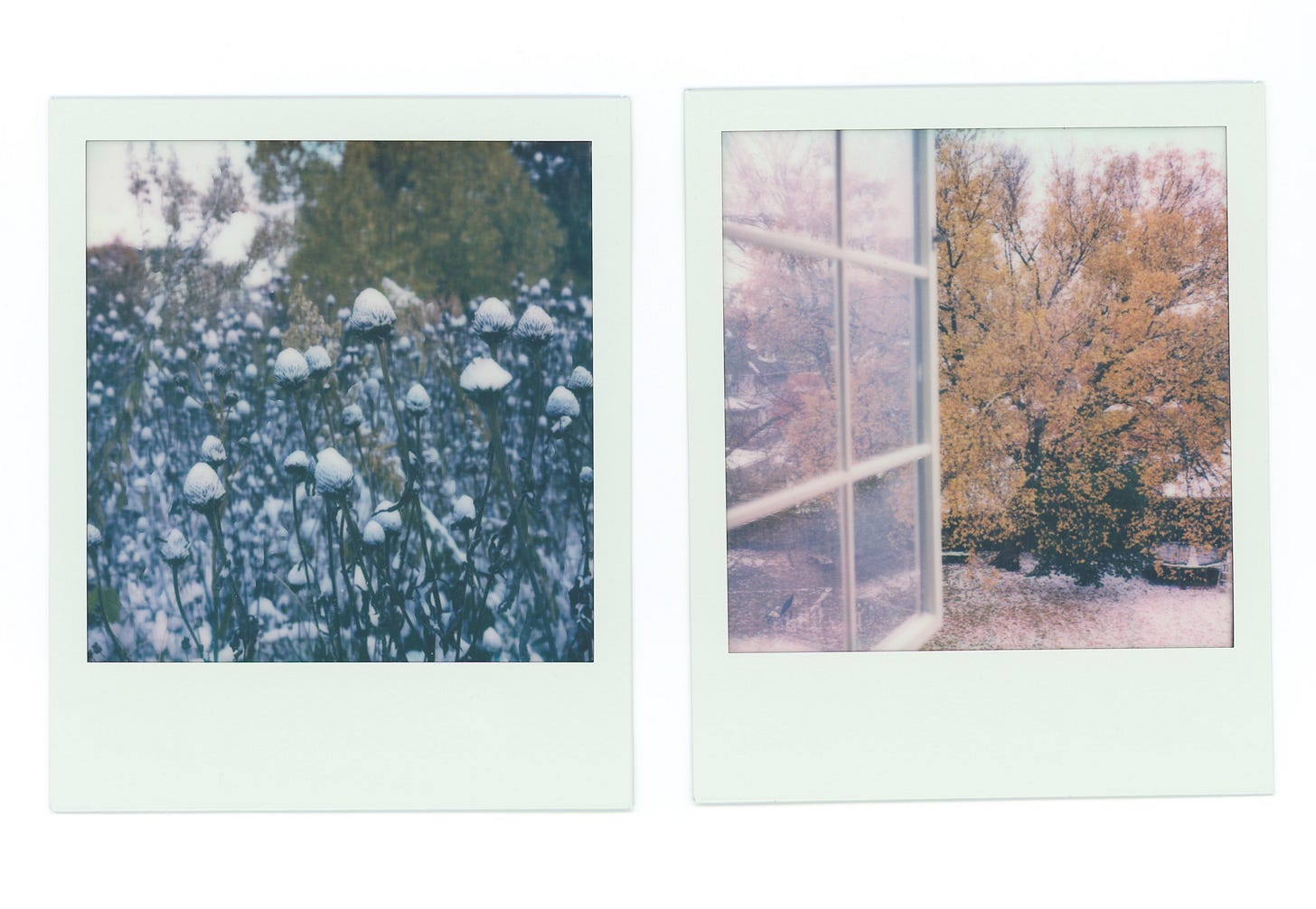 two polaroids. the one on the left is a bunch of dried prairie flowers, capped with snow. the one on the right is that same elm tree, seen from a half open window, the lawn beneath it covered in snow.