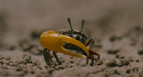Fiddler Crab GIFs - Find & Share on GIPHY