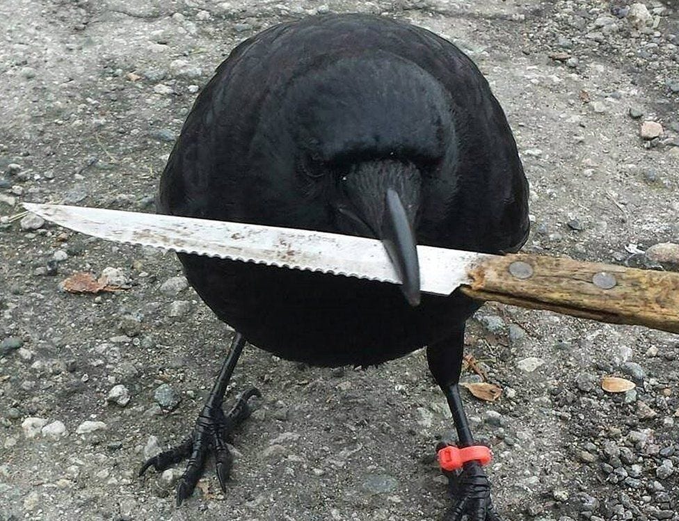 Canuck the crow's attacks halt Vancouver mail delivery - BBC News