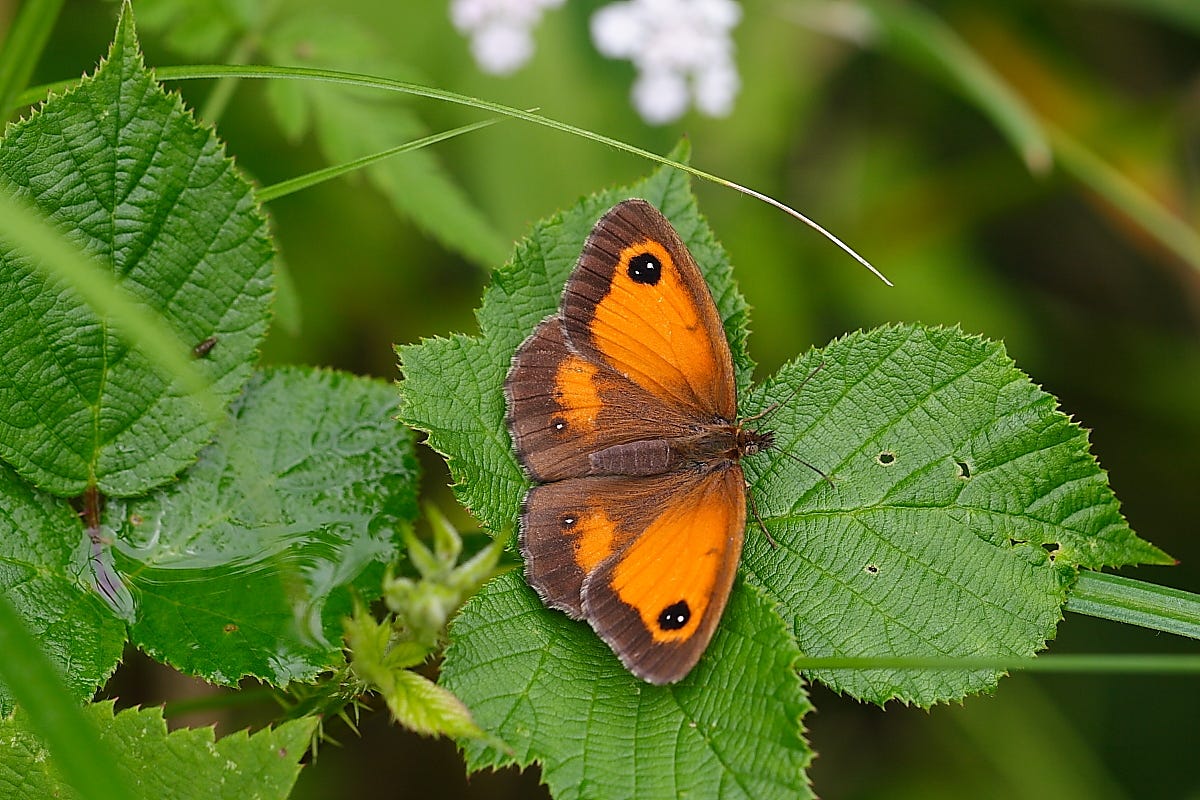 Pyronia tithonus