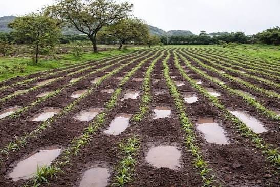 This is a very smart conservation system—just needs proper drainage balance Zai pits / planting basins✓ The small basins (those circular/oval holes with water) are dug to trap rainwater. They help water This is a very smart conservation system—just needs proper drainage balance Zai pits / planting basins✓ The small basins (those circular/oval holes with water) are dug to trap rainwater. They help water