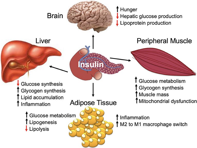 Frontiers | Metabolic Health, Insulin, and Breast Cancer: Why ...