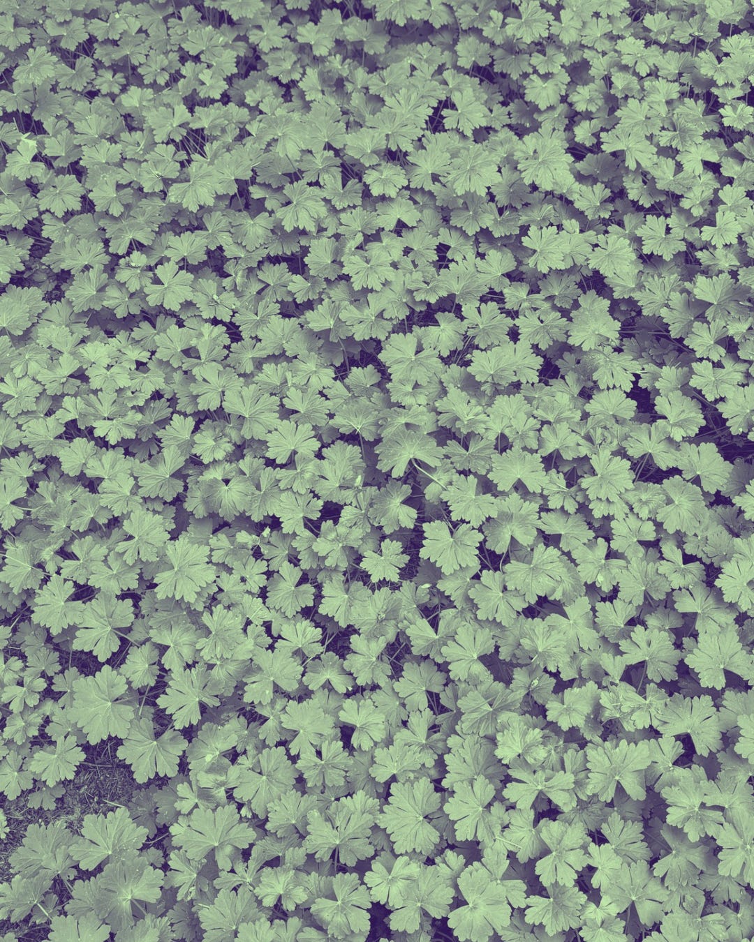 Closeup of green clover on the ground.