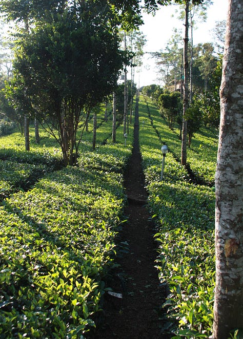 Images which show close-cropped rows of tea bushes with taller trees amongh them, as described in the text. Some are in full sun, some in evening light and some on the mist