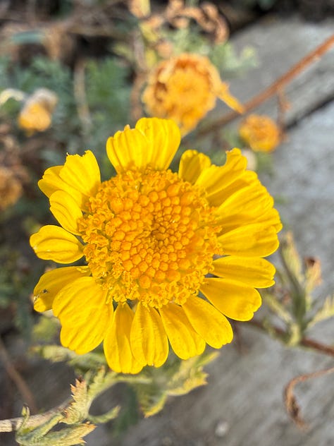 Flowers in the golden hour sunlight