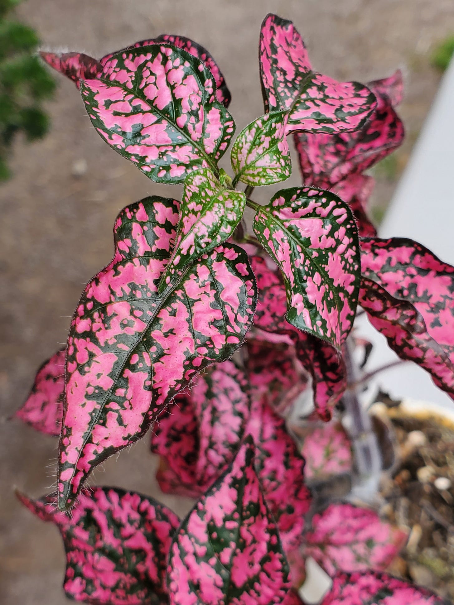 My pink speckled Coleus My pink speckled Coleus