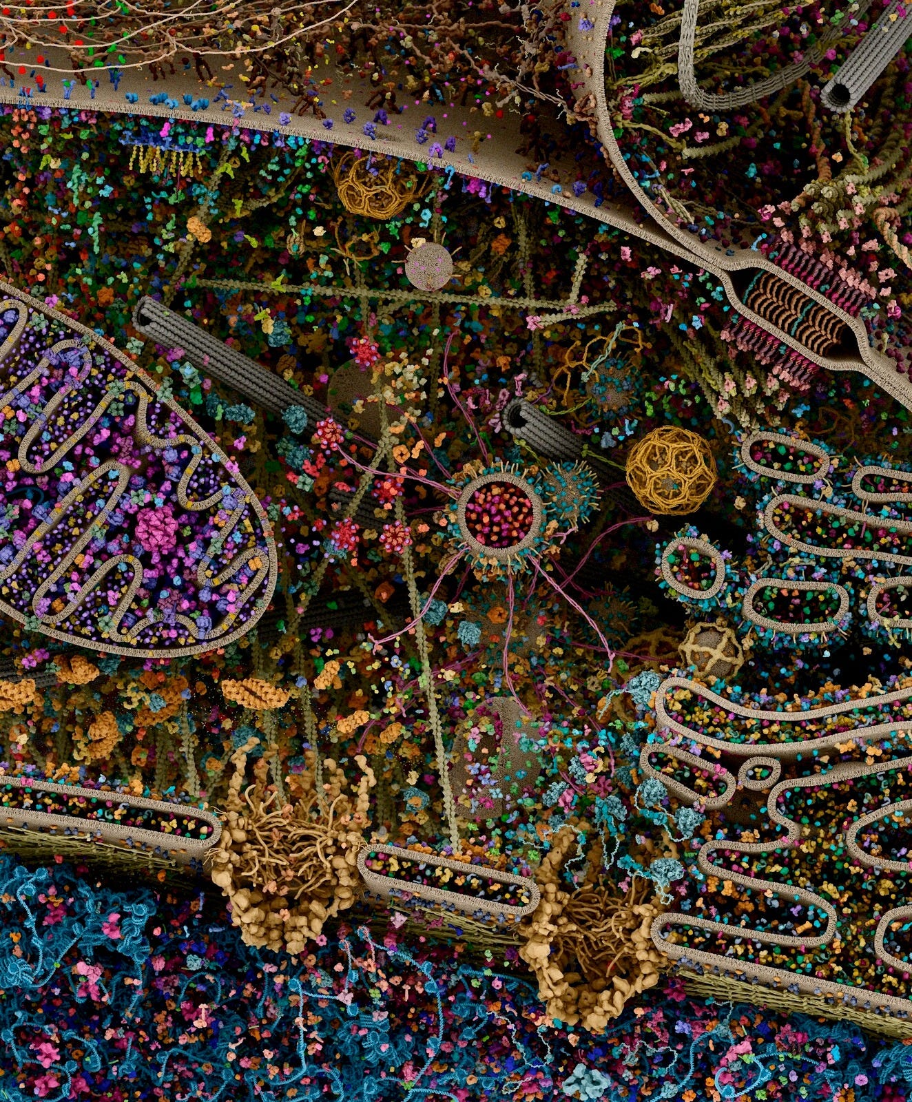 Cellular landscape cross-section through a eukaryotic cell, by Evan Ingersoll &amp; Gael McGill - Digizyme’s Molecular Maya custom software, Autodesk Maya, and Foundry Modo used to import, model, rig, populate, and render all structural datasets