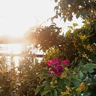Saltspray Rose 