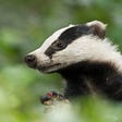 The Friendly Badger's avatar