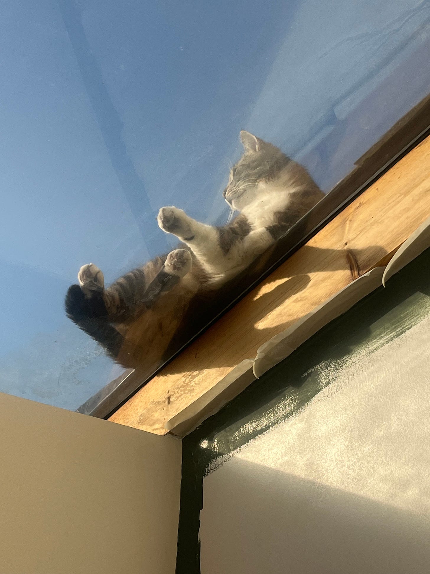 cat on roof