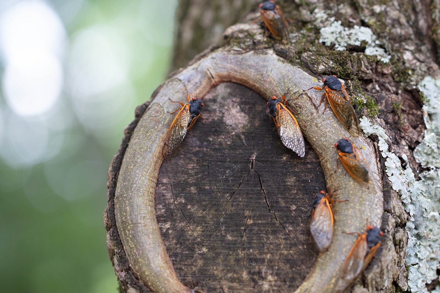 Close-up of a tree trunk, with a round shape where a branch was cut and healed over. Orange and black cicadas climb all over the circle of tree trunk.