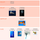 2. What Is (and Isn't) A Jellyfish?