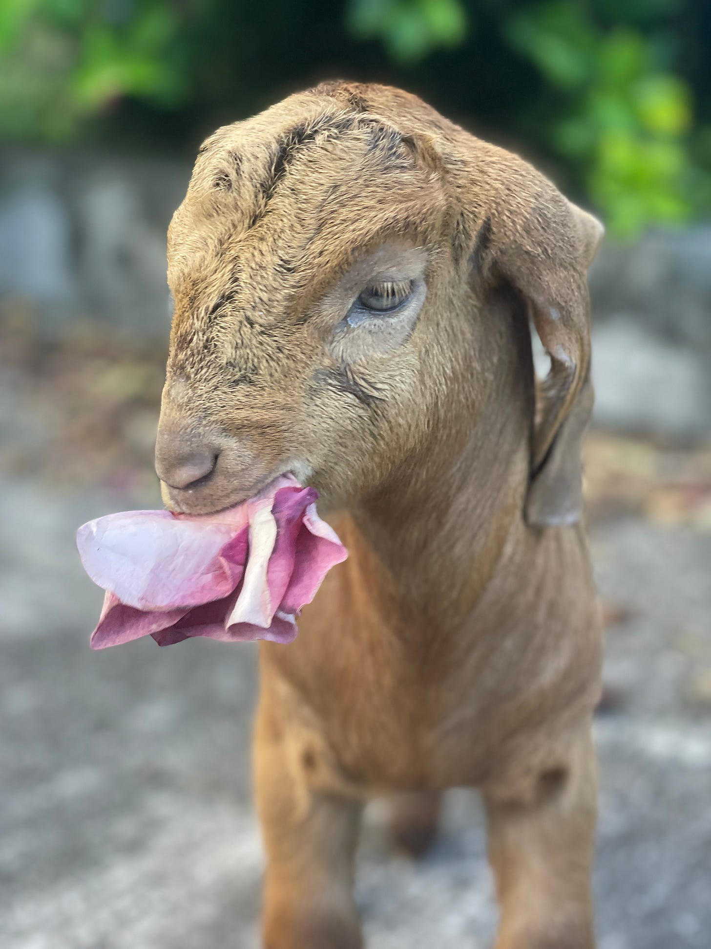 OMG—Oh My Goat—learning to eat.