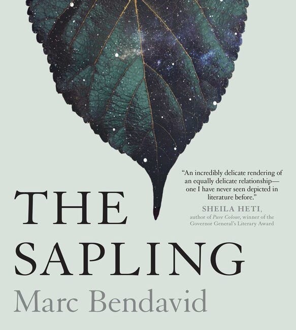 The Sapling by Marc Bendavid