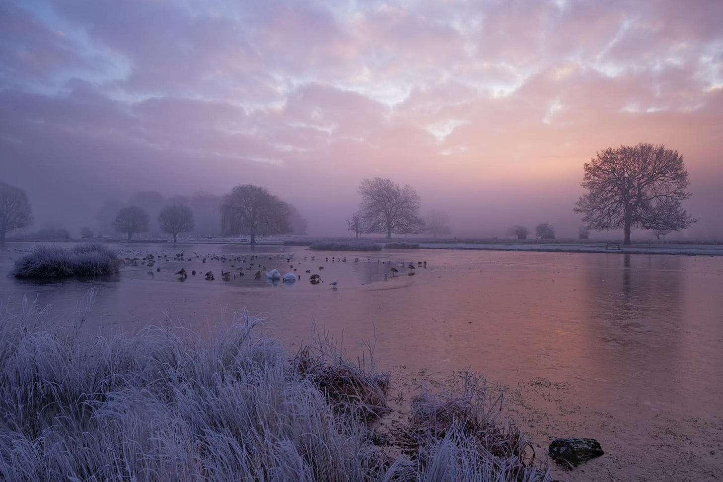 Motivational scene of a wintery landscape with snow geese on a lake.