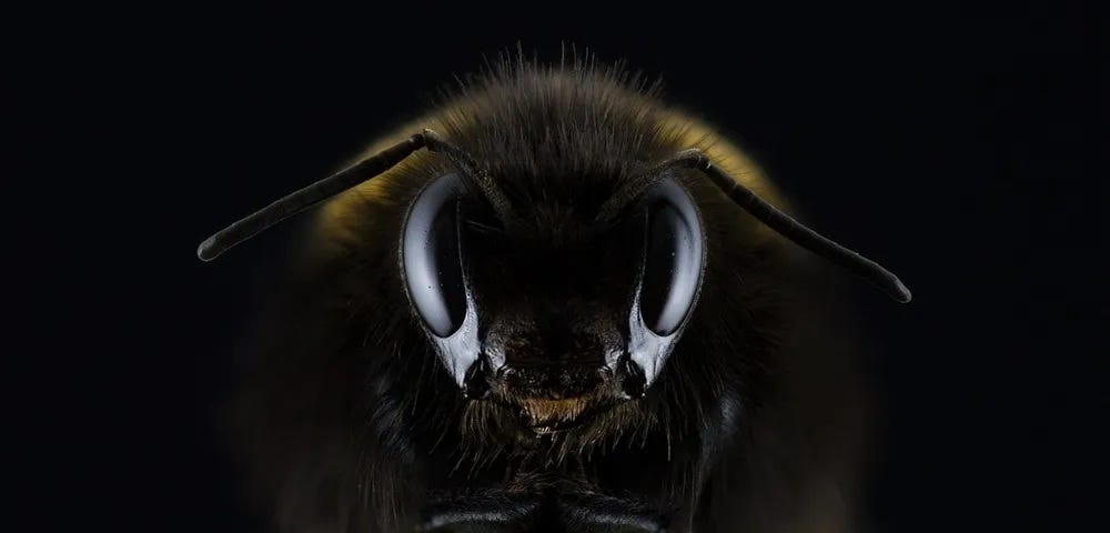 close up of a bee's face