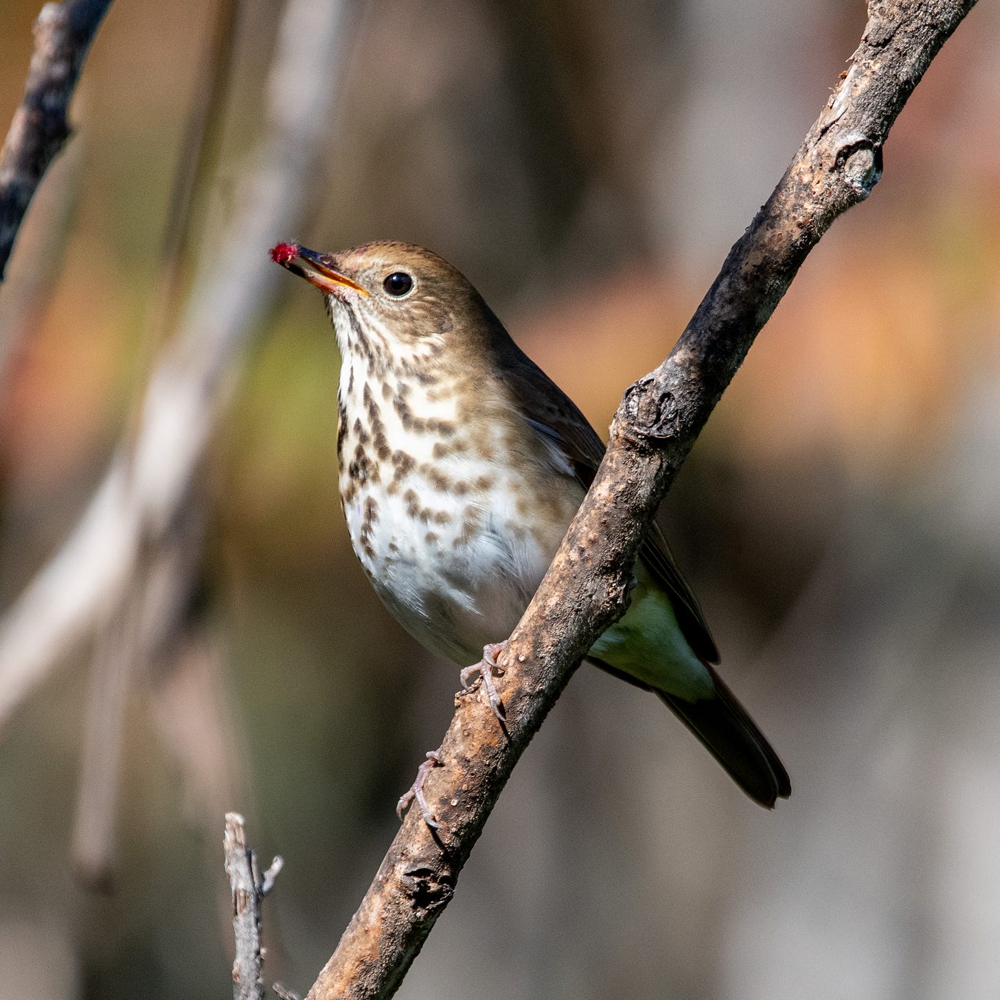 A hermit thrush holds a small red bristly fruit in its beak