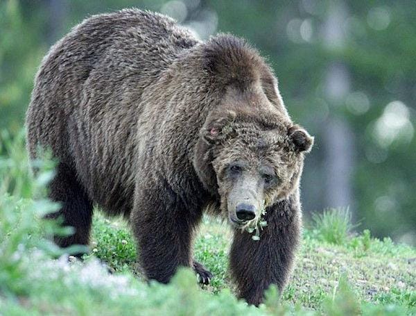 Image: Yellowstone National Park
