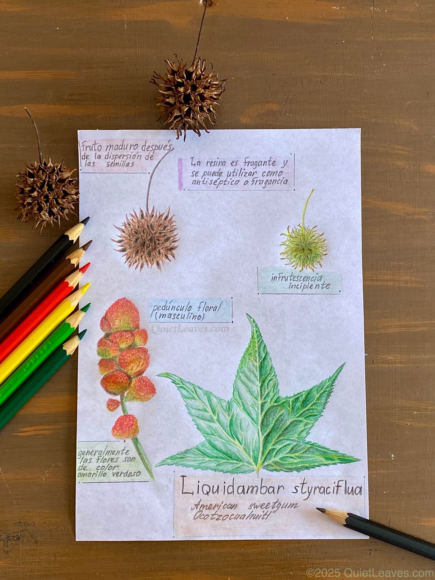 Рисунок частей ликвидамбара смолоносного: женское и мужское соцветие, созревший плод, лист. Выполнено цветными карандашами.