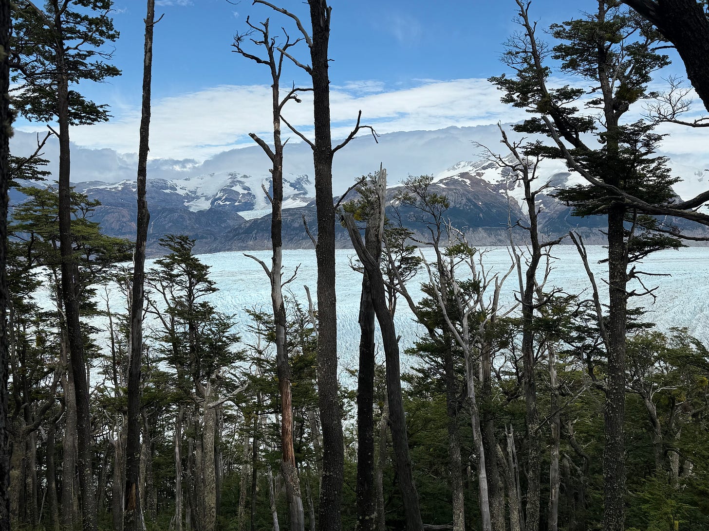 A forrest with a blue glacier behind it A forrest with a blue glacier behind it