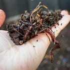 Compost Sifting & Earthworm Gold