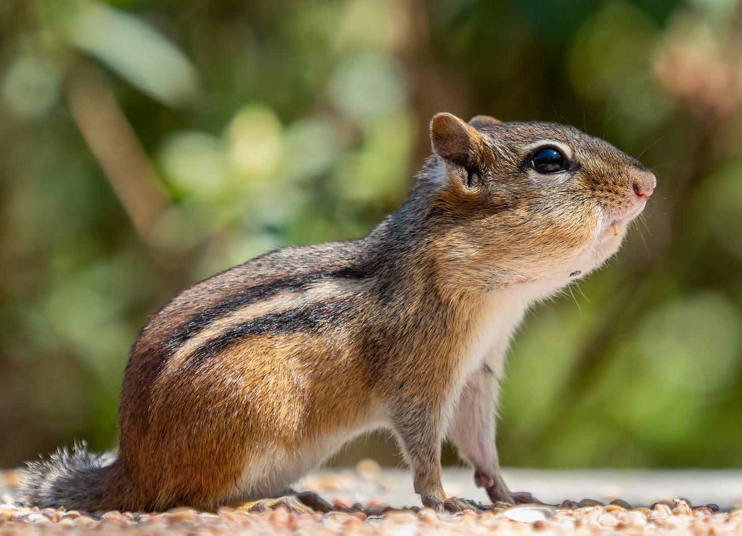 Chipmunk - Wikipedia