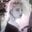 Nymphet Alumni's avatar