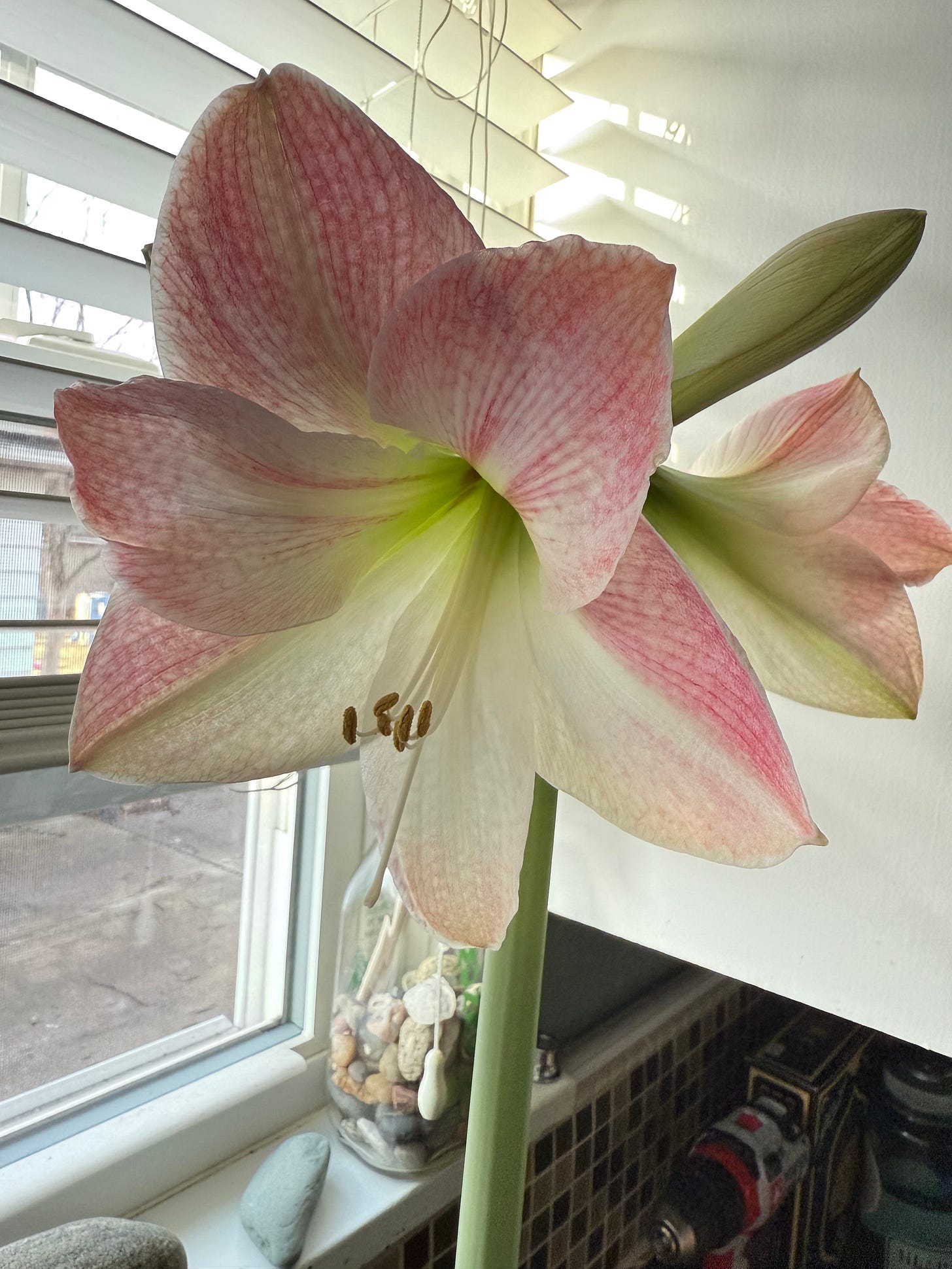 pink and green amaryllis in front of window blinds