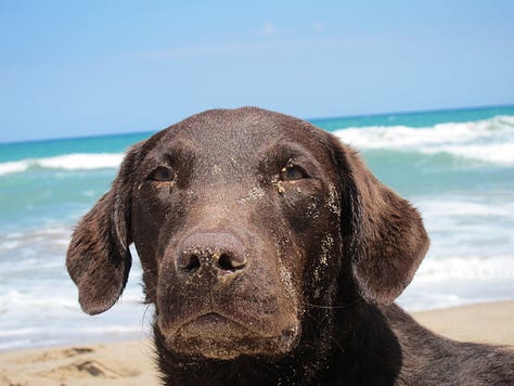 Labradors