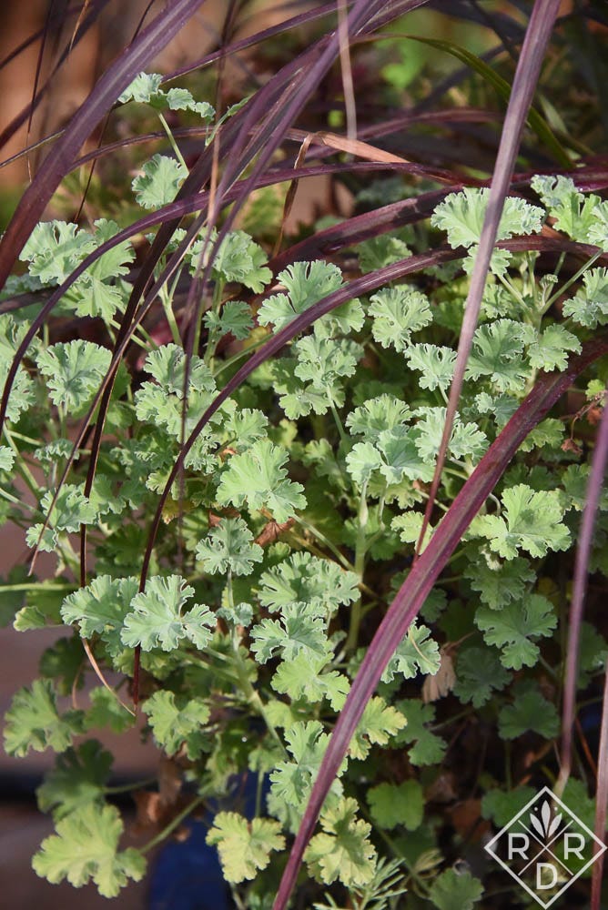 Nutmeg scented pelargonium (geranium) has such nice blue foliage that seems impervious to heat. Nutmeg scented pelargonium (geranium) has such nice blue foliage that seems impervious to heat.