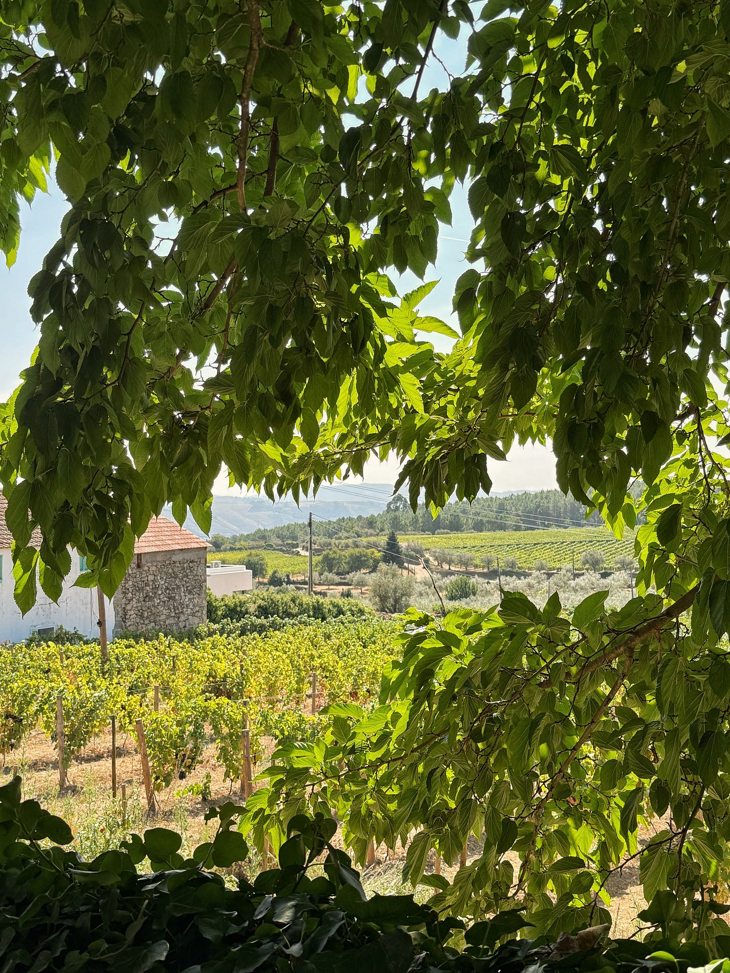 Douro Valley vineyard views