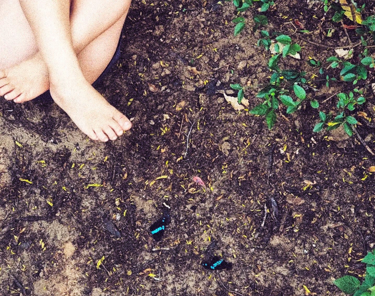 a child lies on a forest floor surrounded by leaves and soil, with broken blue butterfly wings found beside them