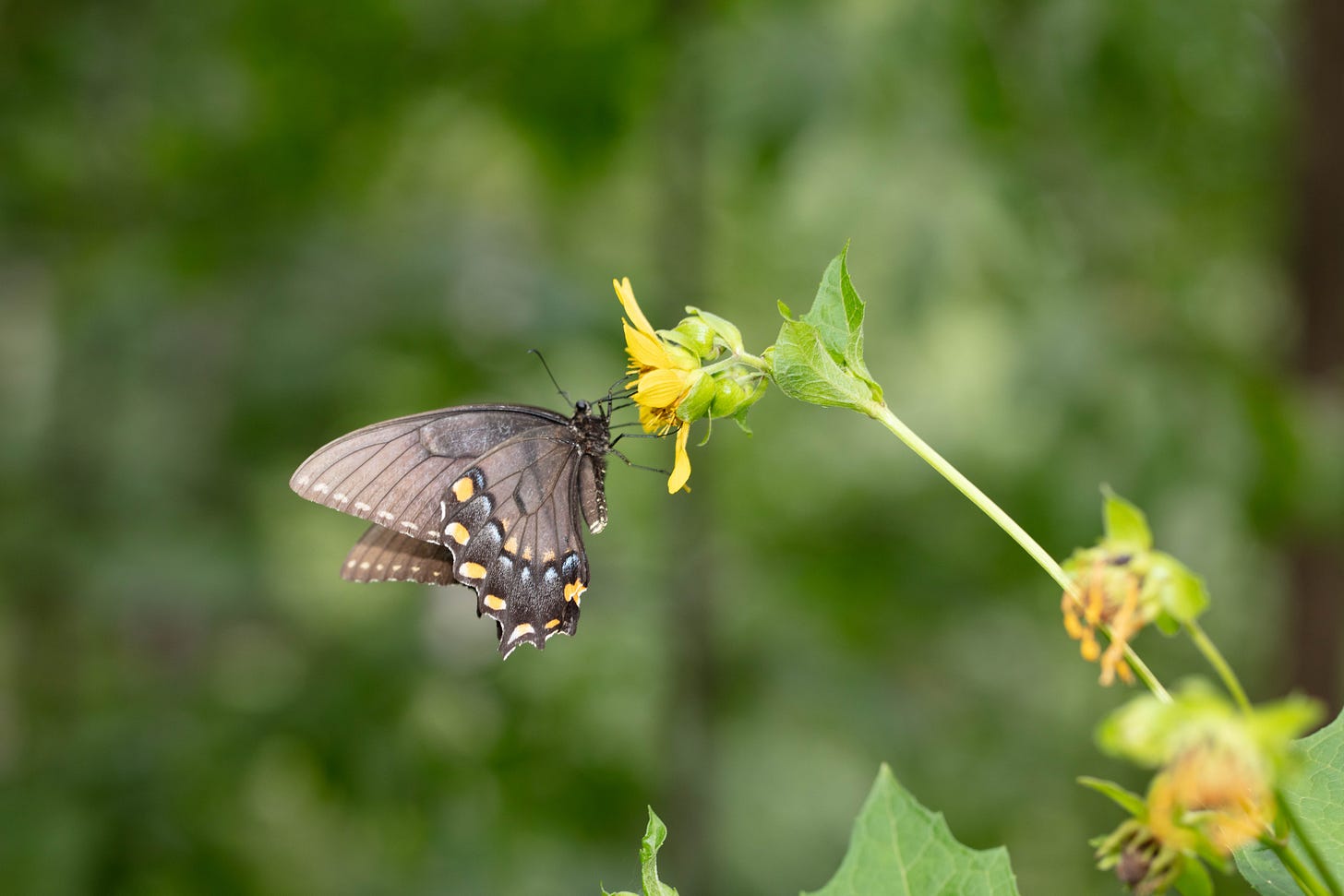 Black and yellow butterfly visiting yellow flower
