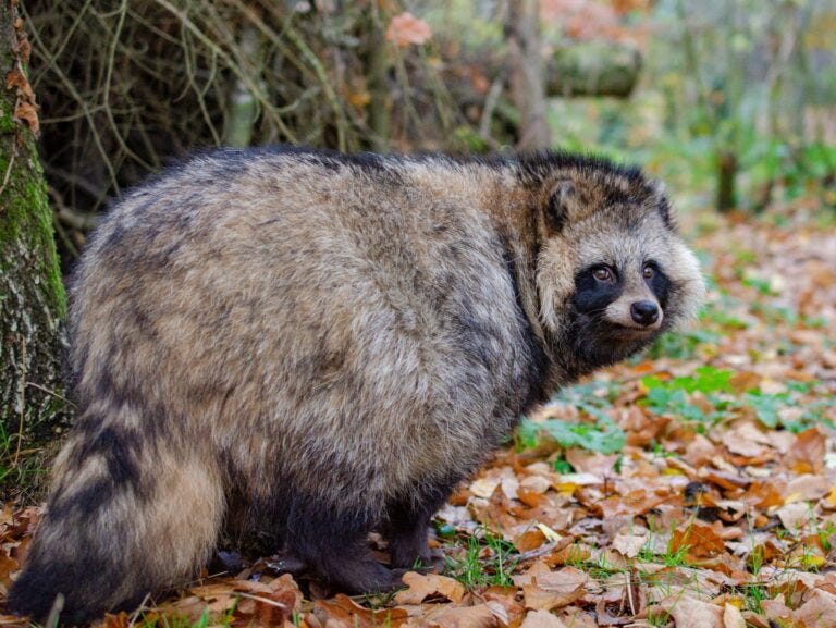 Raccoon dog - ZOWIAC EN