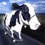 Alf's avatar