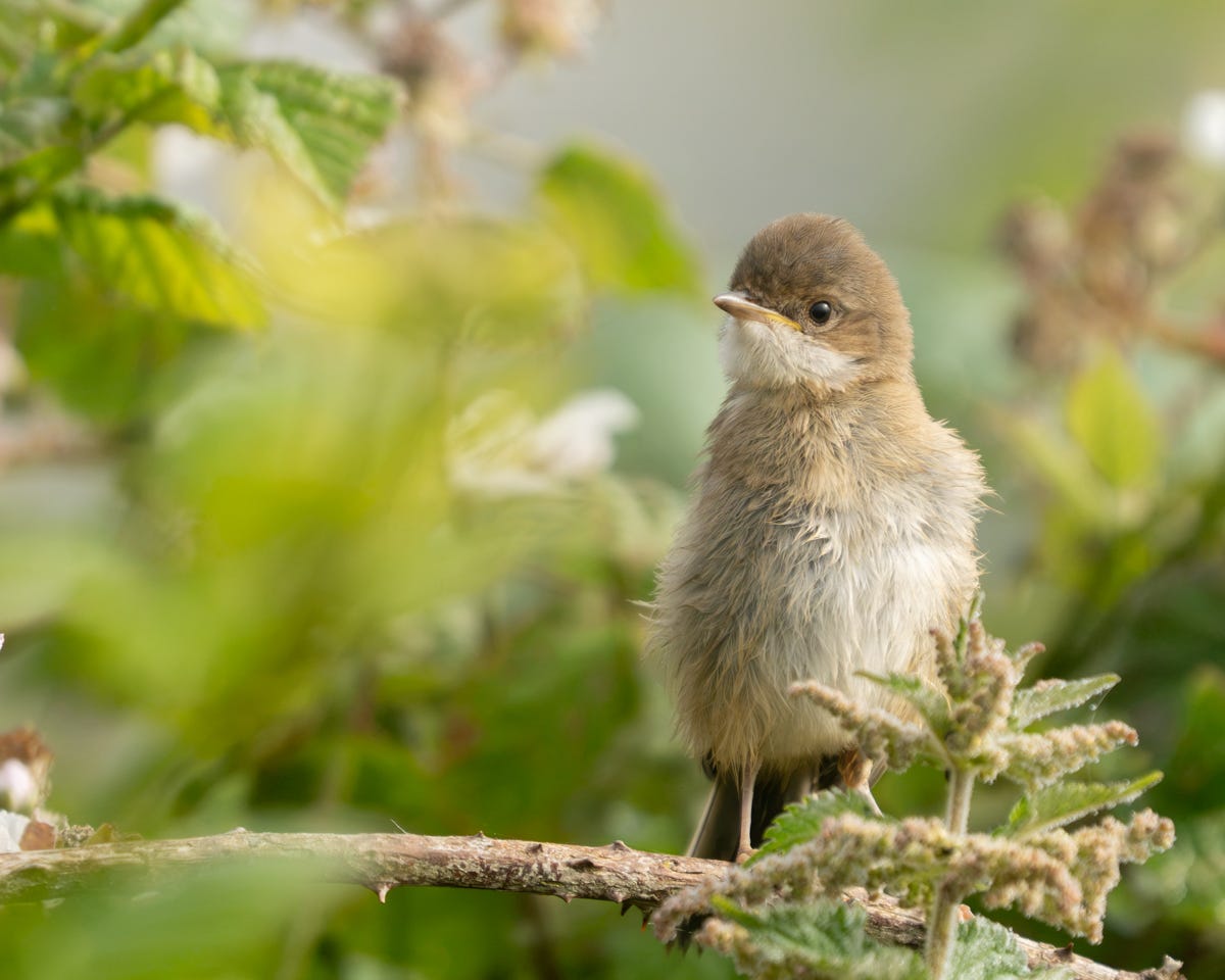 A small pale-breasted bird with a darker cap and white throat, sitting on a stick among the brambles and nettles