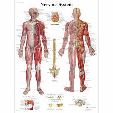 Human Nervous System Chart | Human ...