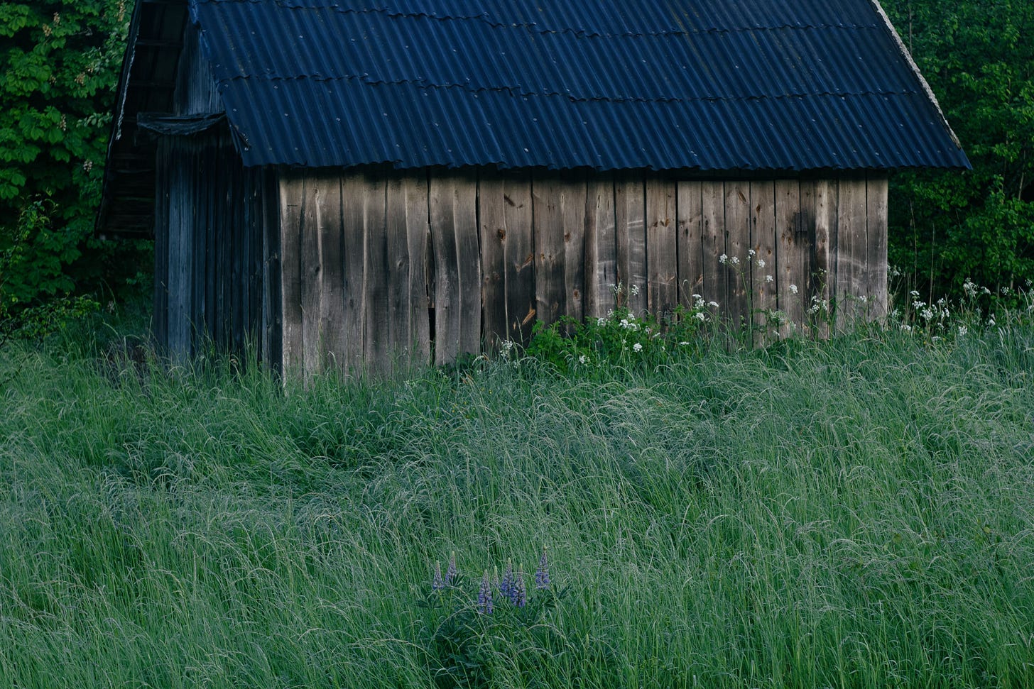 A weathered wooden barn with a dark corrugated roof stands beside a meadow of tall, untamed grass, framed by dense green woodland in soft evening light.