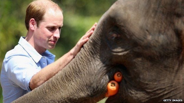 Prince William meets a rescued elephant called "Ran Ran" at the Xishuangbanna Elephant Sanctuary Prince William meets a rescued elephant called "Ran Ran" at the Xishuangbanna Elephant Sanctuary