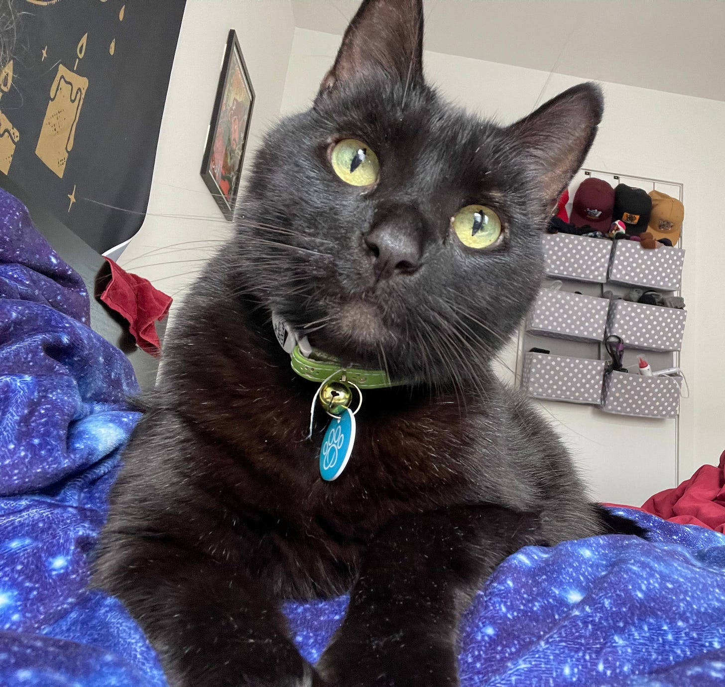 Mushu, a black short hair cat with black nose, green eyes and green collar looks at us curiously from the bed. Mushu, a black short hair cat with black nose, green eyes and green collar looks at us curiously from the bed.