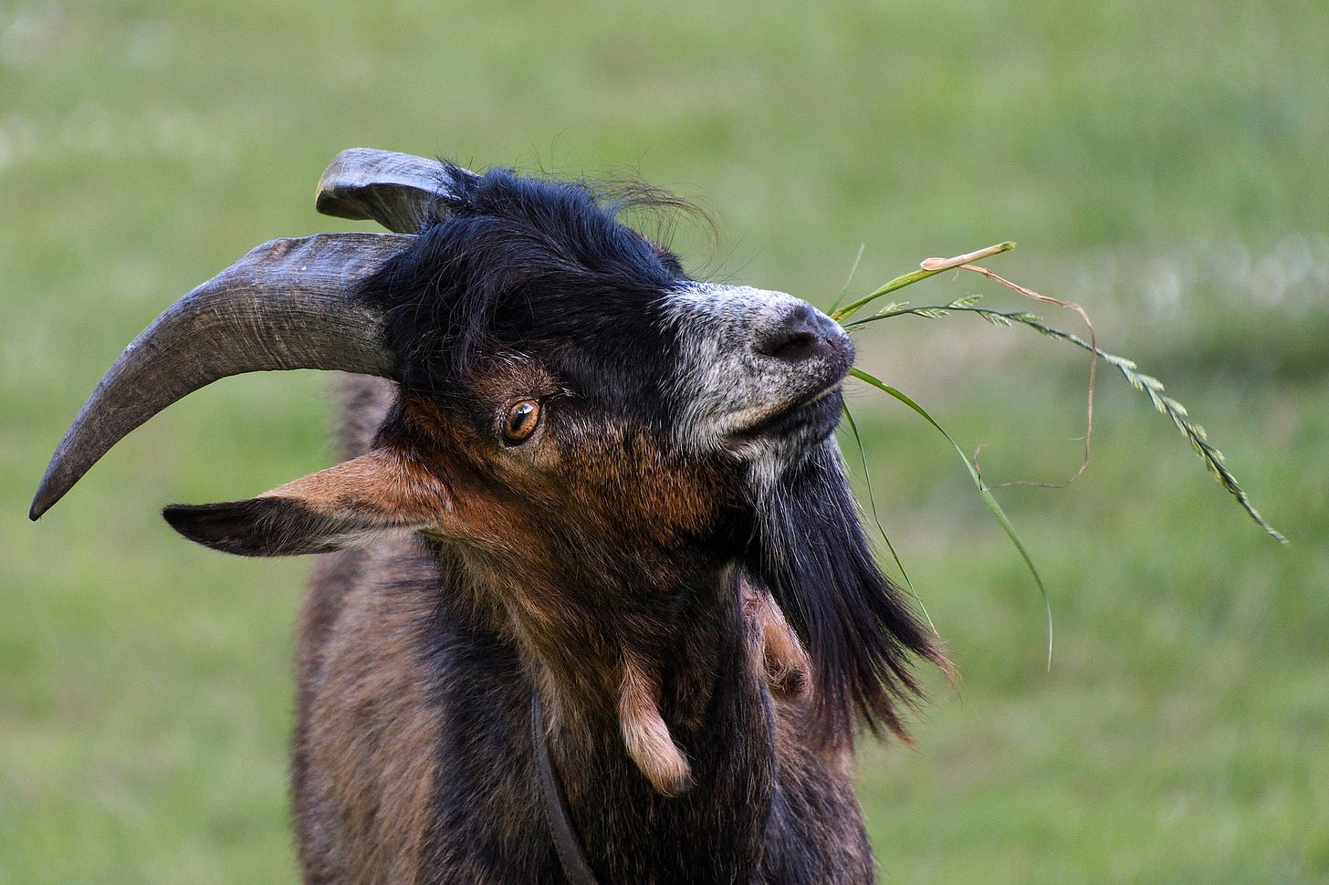 A goat with grass in its mouth A goat with grass in its mouth