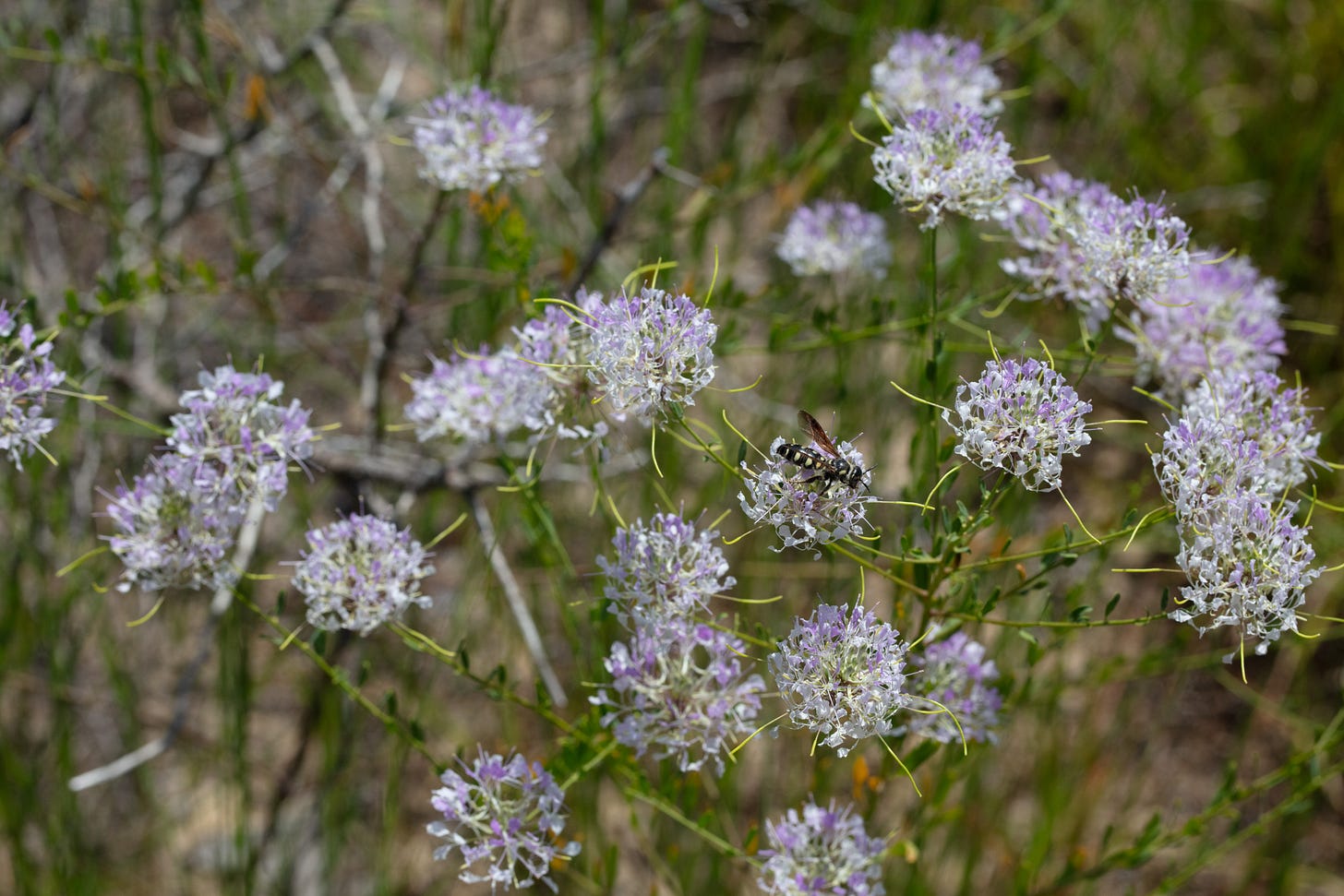 Many pale pink flowers with a black and white wasp visiting one of the flowers. The flowers are heads of many smaller flowers, with delicate fluttery petals. Extending from these flower heads are narrow, yellow-green seed capsules. The wasp is mostly black and has four pairs of white spots on its abdomen. Many pale pink flowers with a black and white wasp visiting one of the flowers. The flowers are heads of many smaller flowers, with delicate fluttery petals. Extending from these flower heads are narrow, yellow-green seed capsules. The wasp is mostly black and has four pairs of white spots on its abdomen.